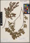 Foto von Salix cinerea L. x Salix repens L.